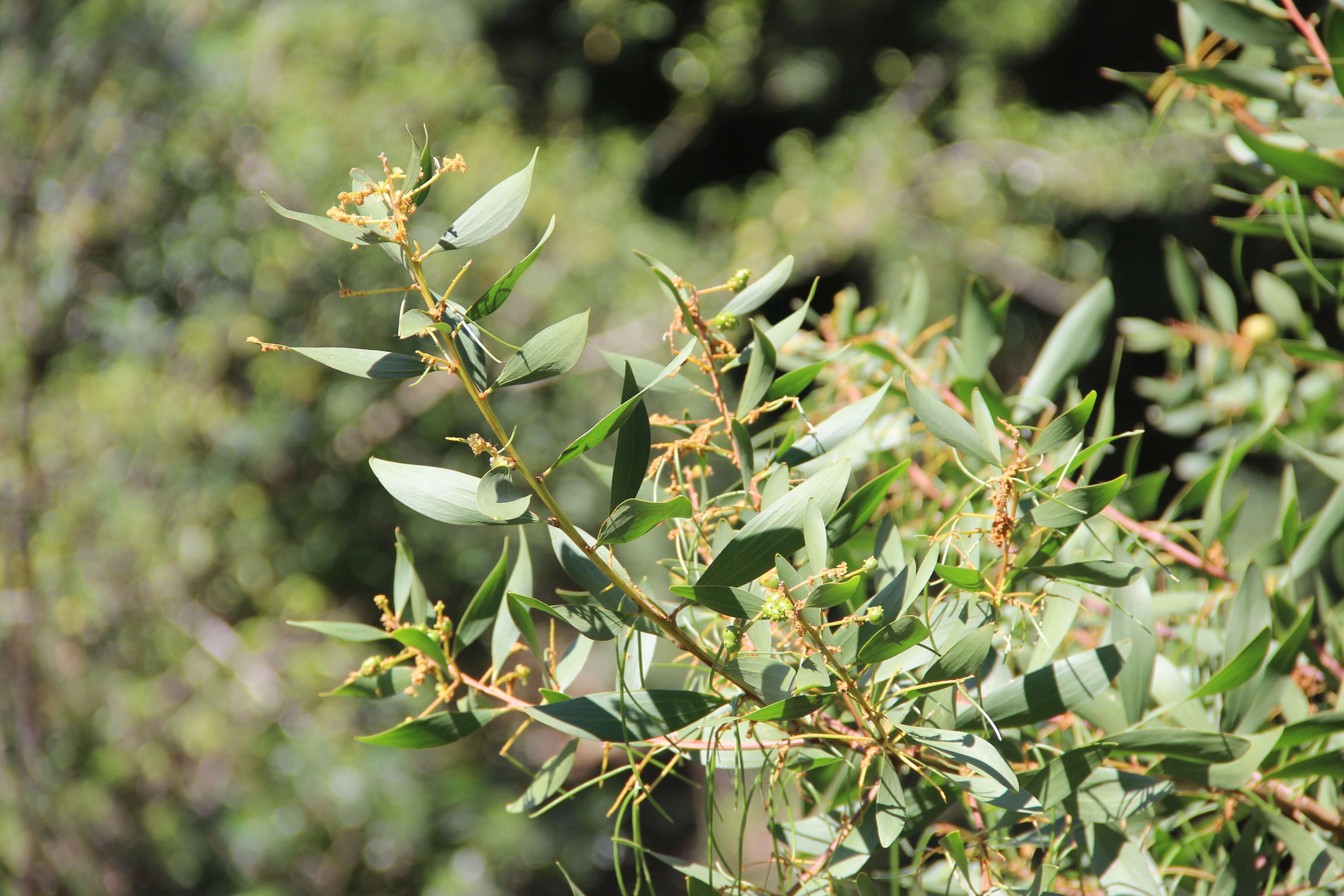 one-in-seven-plants-and-animals-in-sa-threatened-with-extinction-new-report-shows-groundup